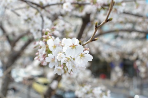 桜祭り