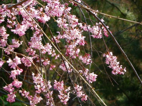 しだれ桜