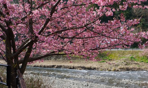 松戸宿坂川河津桜まつり2016日程・アクセス地図