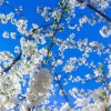 隅田公園桜まつり花見2016見頃・アクセス地図