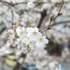 向島百花園の桜2016見頃と開花状況・アクセス地図