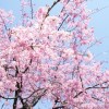 まつだ桜まつり2016開花状況・シャトルバス・駐車場［神奈川県松田町］