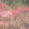 羽根木公園梅祭り2016「せたがや梅まつり」開花時期
