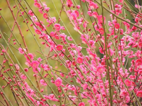 湯島天神梅まつり2016開花状況・ライトアップ時間・地図