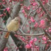 新宿御苑の梅2016見頃・開花状況・アクセス地図