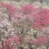 筑波山梅まつり2016開花見頃・混雑・アクセス地図