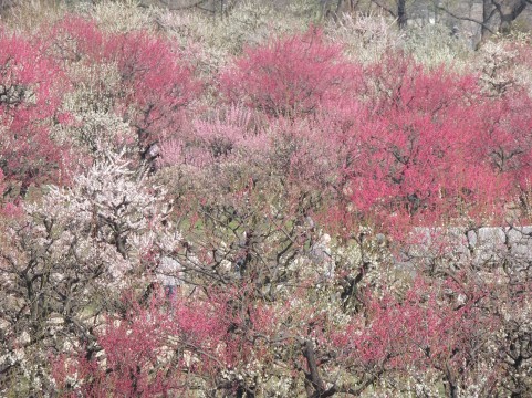 筑波山梅まつり2016開花見頃・混雑・アクセス地図