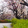 府中市郷土の森博物館梅まつり2016見頃・アクセス地図