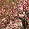 向島百花園「梅まつり」2016期間・開花状況・アクセス地図