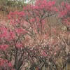 湯河原梅林・梅の宴（幕山公園）2016開花状況・アクセス地図・バス時刻表