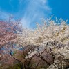 衣笠山公園桜まつり2016お花見開花情報・アクセス地図・駐車場情報