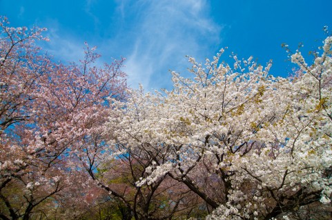衣笠山公園桜まつり2016お花見開花情報・アクセス地図・駐車場情報