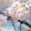 都立狭山公園桜まつり2016開花状況・見頃・駐車場情報