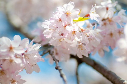 都立狭山公園桜まつり2016開花状況・見頃・駐車場情報