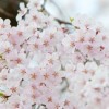 砧公園の桜2016見頃・開花状況・駐車場