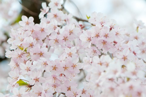 砧公園の桜2016見頃・開花状況・駐車場