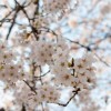舎人公園春の花火と千本桜まつり 2016日時・開花状況