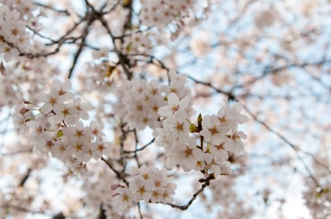 舎人公園春の花火と千本桜まつり 2016日時・開花状況