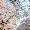 東京都立神代植物公園「椿・桜まつり」2016開花状況