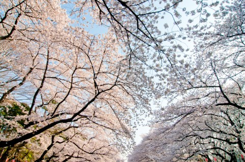 東京都立神代植物公園「椿・桜まつり」2016開花状況