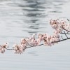 坂戸にっさい桜まつり2016見頃・駐車場［坂戸市・北浅羽桜堤公園］