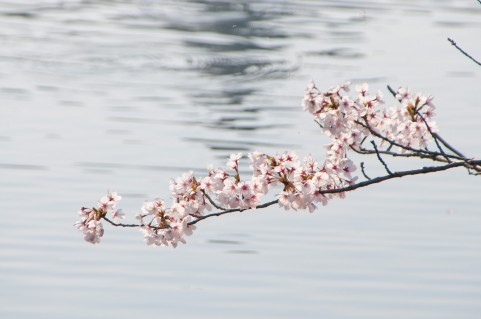 坂戸にっさい桜まつり2016見頃・駐車場［坂戸市・北浅羽桜堤公園］