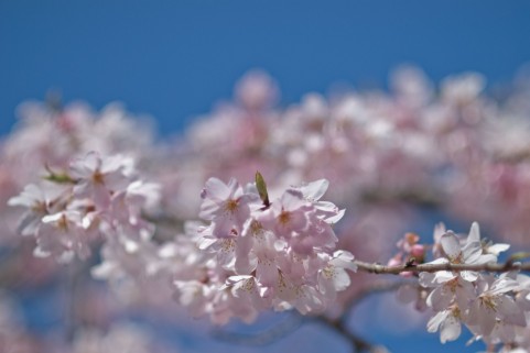 清水公園桜まつり2016見頃・開花情報・ライトアップ・屋台混雑具合など