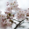 泉自然公園の桜カタクリ2016開花状況・見頃・駐車場