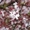 井の頭恩賜公園の桜2016見頃・開花情報・駐車場や地図情報
