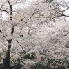 桜山公園（群馬県藤岡市）桜開花状況・アクセス地図