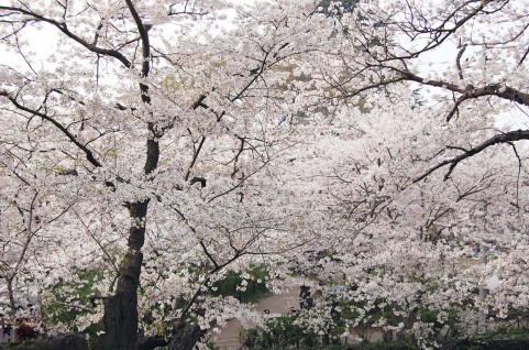 桜山公園（群馬県藤岡市）桜開花状況・アクセス地図