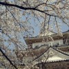 小田原城址公園桜まつり2016夜桜ライトアップ・開花情報・駐車場
