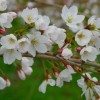 都立光が丘公園の桜お花見2016開花状況・見頃情報