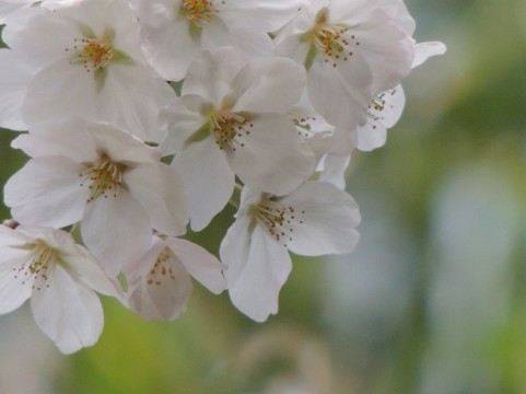 かしま桜まつり2016見頃・駐車場【鹿島城山公園・鹿嶋市】