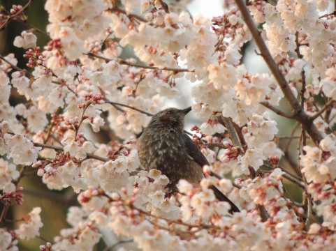 武蔵野公園の桜まつり2016見頃・駐車場・アクセス地図