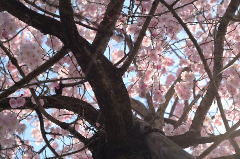 華蔵寺公園花祭り2016夜桜ライトアップお花見・屋台・開花情報