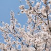 所沢航空記念公園の桜お花見2016開花情報・駐車場