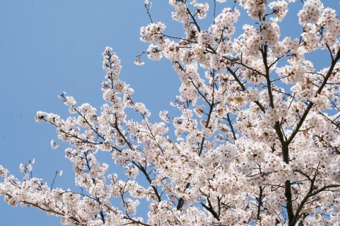 所沢航空記念公園の桜お花見2016開花情報・駐車場