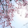 【小山市】おやま千本桜まつり2016名所・ライトアップ時間・地図