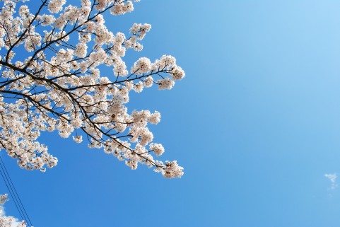 【天覧山・飯能中央公園桜まつり】夜桜ライトアップ・駐車場