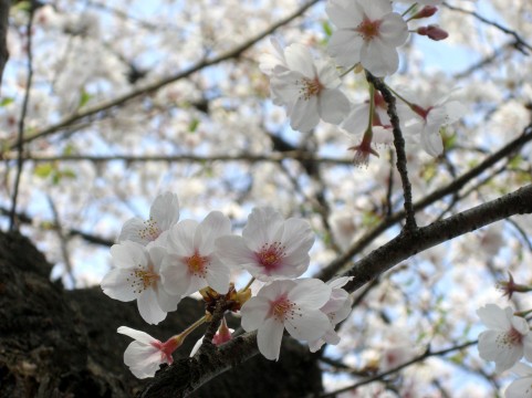 狭山稲荷山公園桜まつり2016見頃・開花状況・駐車場・バーベキュー可