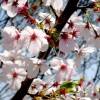 大宮公園の桜2016見頃・開花状況・ライトアップ時間・出店