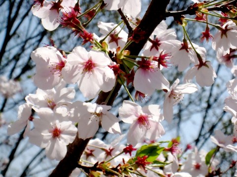 大宮公園の桜2016見頃・開花状況・ライトアップ時間・出店