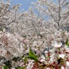 小金井公園の桜2016開花状況・見頃・駐車場の混雑具合