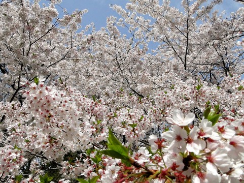 小金井公園の桜2016開花状況・見頃・駐車場の混雑具合