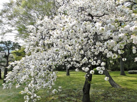 浜離宮恩賜庭園桜まつり2016ライトアップ・営業時間・アクセス地図