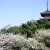 三渓園の桜2016見頃・開花情報・夜桜ライトアップ時間