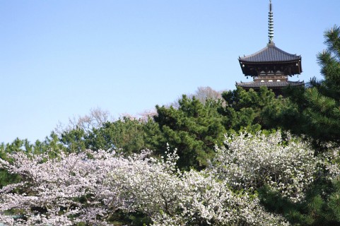 三渓園の桜2016見頃・開花情報・夜桜ライトアップ時間