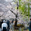 上野恩賜公園うえの桜まつり2016期間・見頃・開花状況・ライトアップ時間