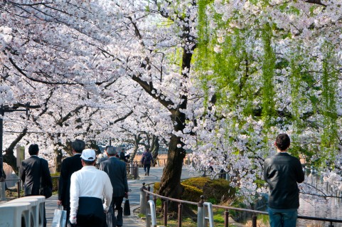 上野恩賜公園うえの桜まつり2016期間・見頃・開花状況・ライトアップ時間